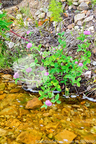 Image of Clover pink on river bank