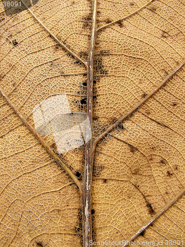 Image of Teak Leave