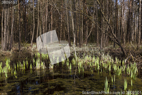 Image of swamp spring ,  close-up 