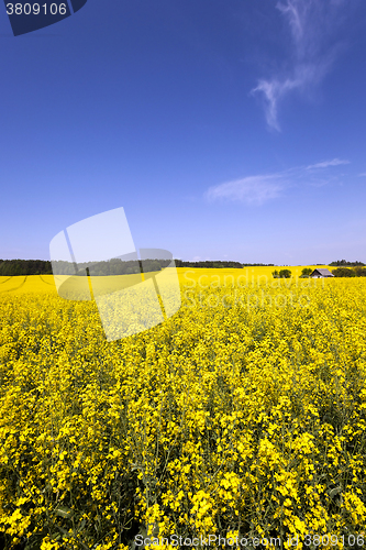 Image of Rape field . summer