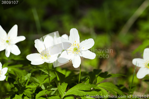 Image of   white spring flowers.