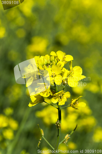 Image of Flower of rape  