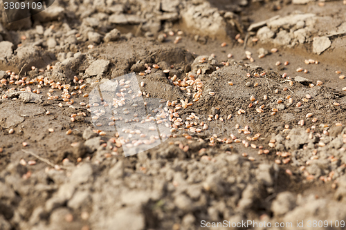 Image of processed wheat. sowing  