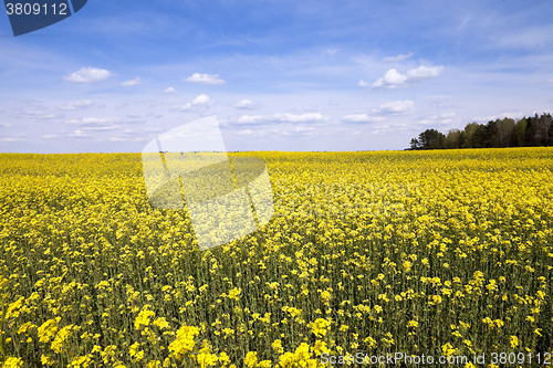 Image of Field with rape  