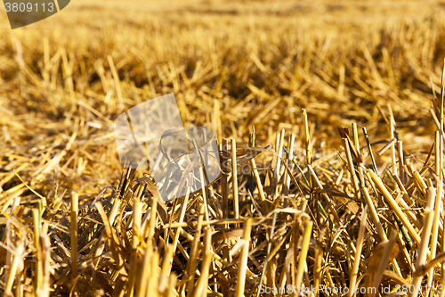 Image of straw after the harvest  