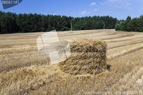 Image of   cereals during harvest 