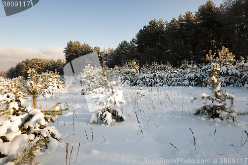 Image of spruce forest,   winter 