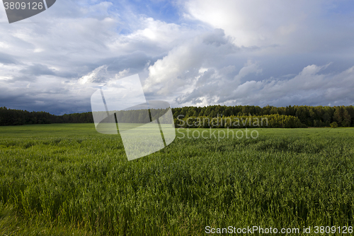 Image of Agricultural field on which grow oats  