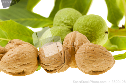 Image of walnut isolated on white 