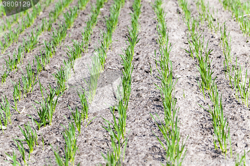 Image of   unripe green grass  