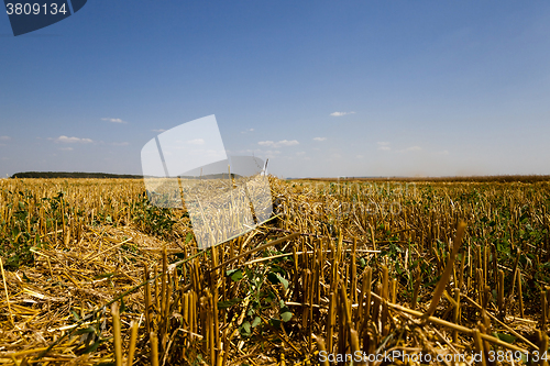 Image of   harvest of cereals 