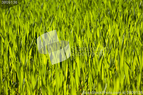 Image of Wheat close up  