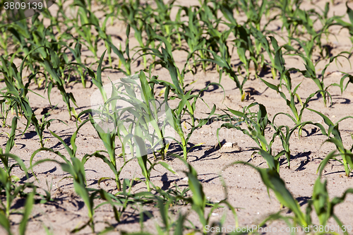 Image of green corn. Spring 