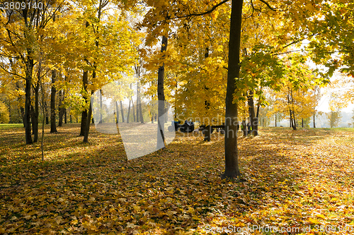 Image of autumn forest, park 