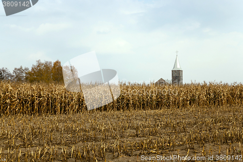 Image of agricultural field with corn  