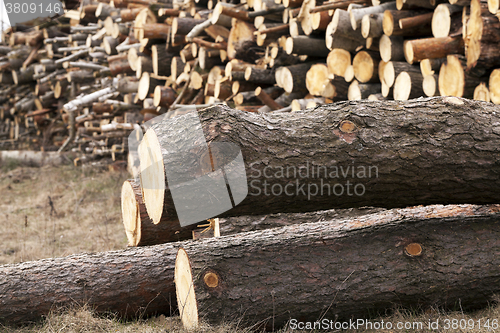 Image of harvested wood, close-up  