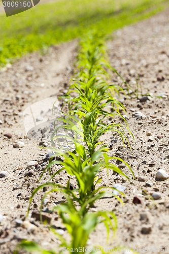 Image of young sprout of corn  