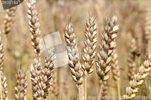 Image of mature cereal , close-up  