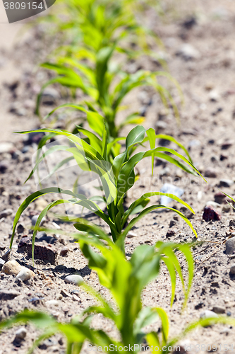 Image of corn field. close-up  