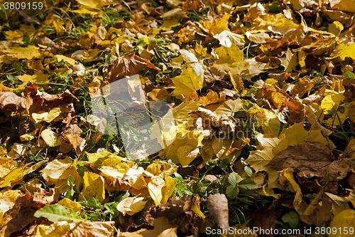 Image of yellowed foliage . autumn 