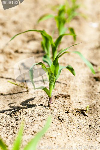 Image of   new sprout  corn 