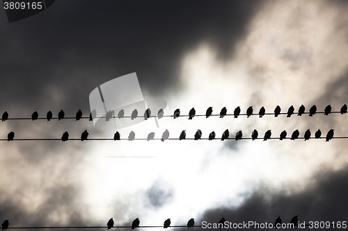 Image of Birds on a wire  