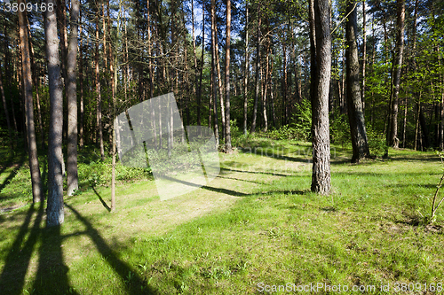 Image of trees in spring  