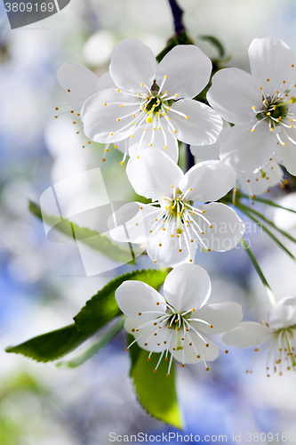 Image of cherry blossom ,  spring  