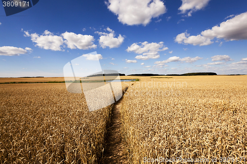 Image of rye field ,  yellowed