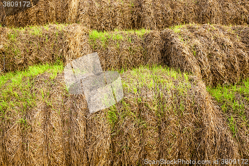 Image of wheat germ ,  harvest