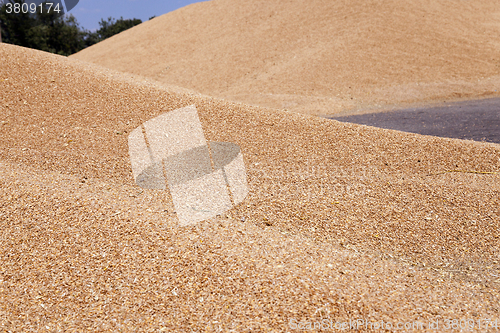 Image of wheat crop  . summer