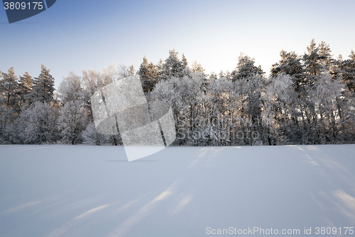 Image of trees in winter  