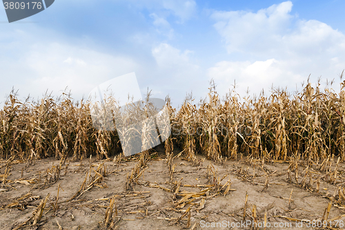 Image of agricultural field with corn  