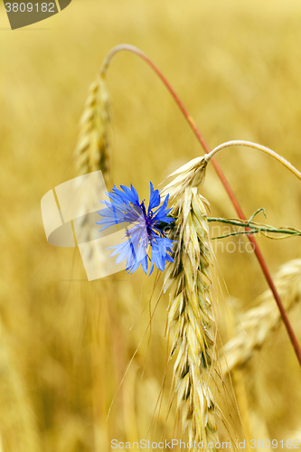 Image of cornflowers on the field  