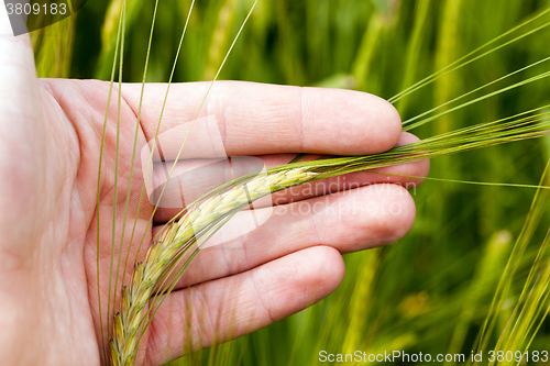 Image of cereal field in spring  