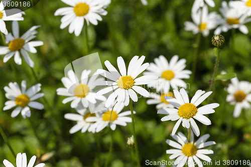 Image of white daisy   flowers.