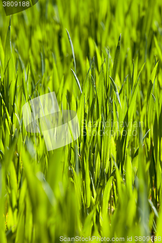 Image of Wheat close up  