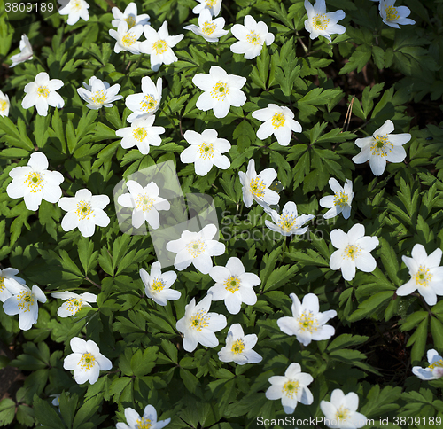 Image of  early spring flowers 