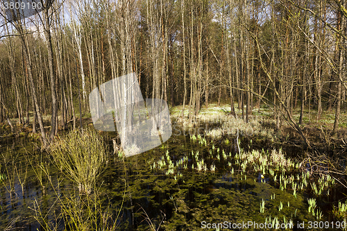 Image of trees in spring  