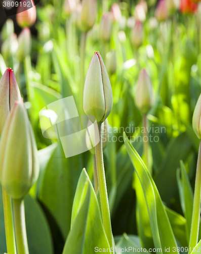 Image of red tulips ,  spring