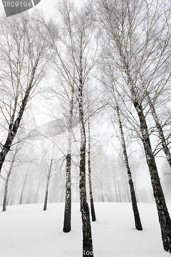 Image of trees in winter  