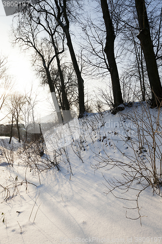 Image of trees in winter 