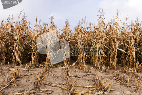 Image of mature corn  . autumn