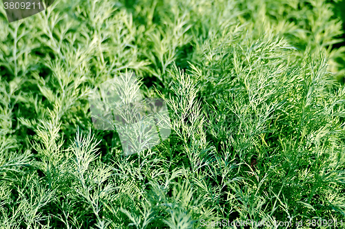 Image of Dill green texture