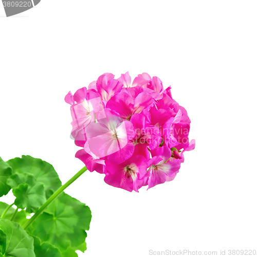 Image of Geranium pink with leaves