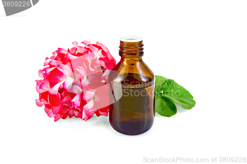 Image of Oil with pink geraniums in dark bottle