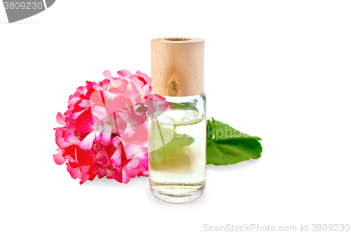 Image of Oil with pink geraniums in glass bottle