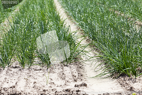 Image of green onion. Spring 