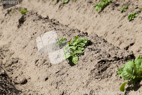 Image of potato field. close-up  