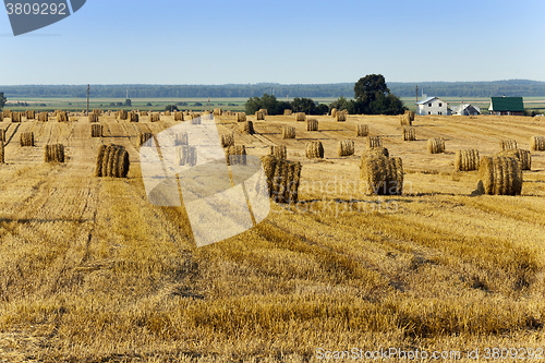 Image of haystacks straw , summer